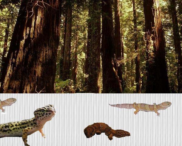 Geckos